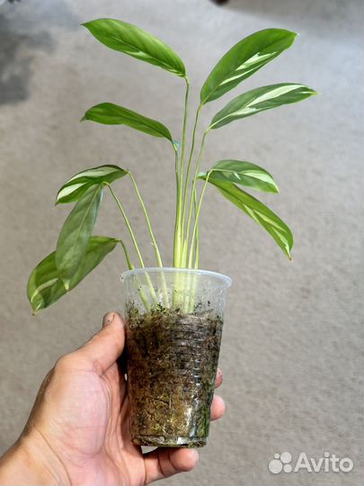 Калатея лубберса