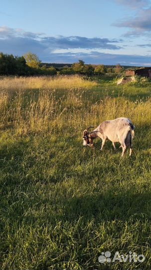 Продаю Козье молоко