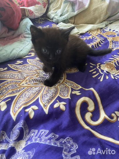 Котята отдам в добрые руки бесплатно
