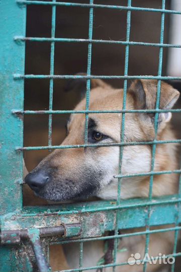 Винки ищет семью