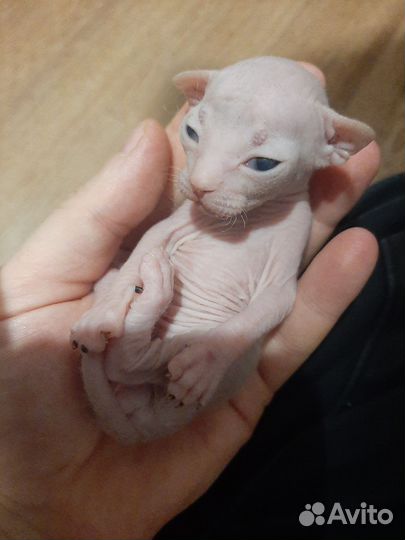 Котята сфинкс (двое уже бронь)