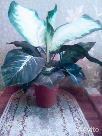 Диффенбахия искусственная