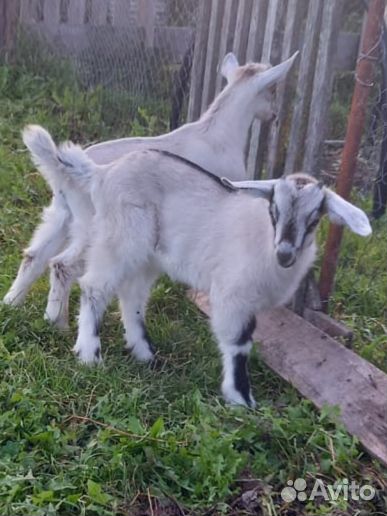 Козы козочки козлики козлята