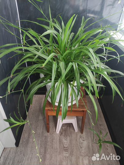 Комнатные цветы хлорофитум