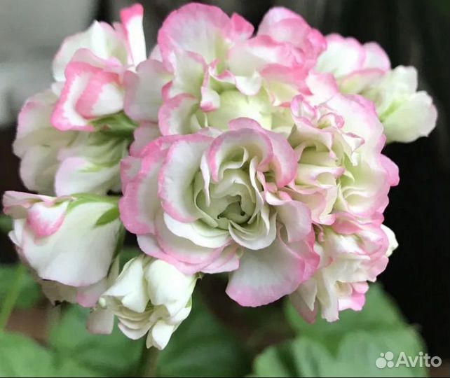 Пеларгония герань, розочки