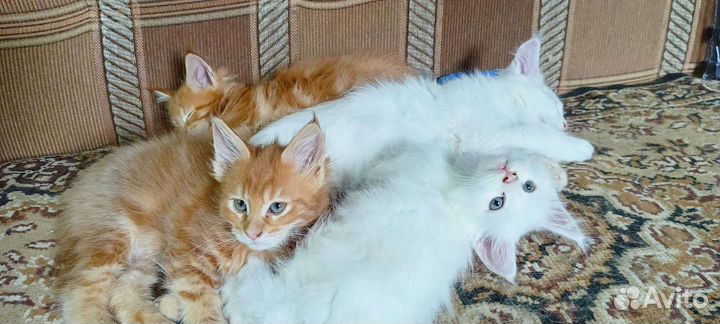 Котята мейн-кун