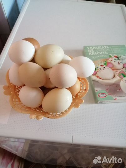 Домашние куриные яйца