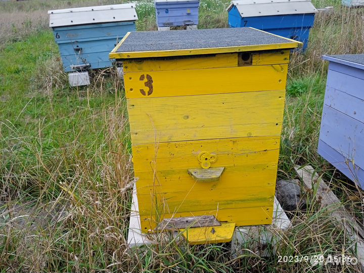 Продам пчелосемьи