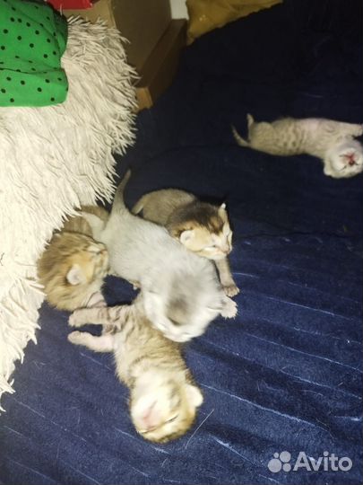 Бенгальские котята