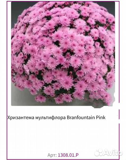 Хризантемы мультифлора