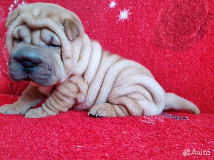 Девочки красавицы