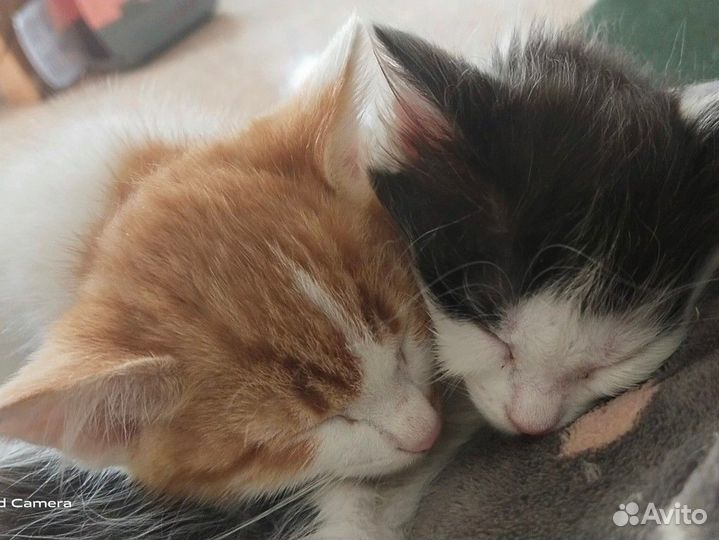 Квартирная передержка/зооняня для животных