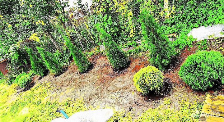 Туи зеленые