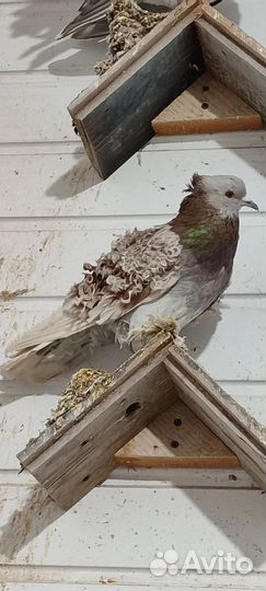 Голуби павлины