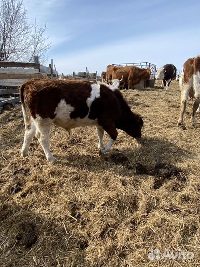 Бык и телки, на мясо и выращивание