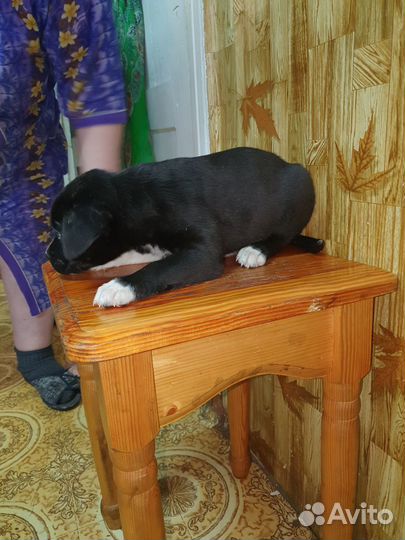 Отдам бесплатно щенка