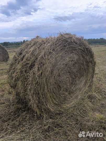 Сено в тюках