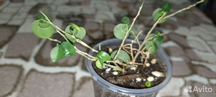 Фикус Барок