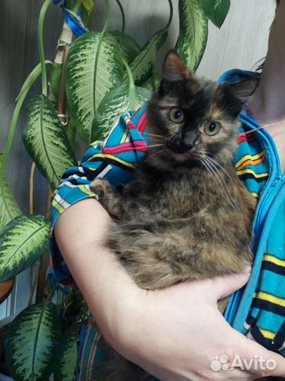 В добрые ручки кошка