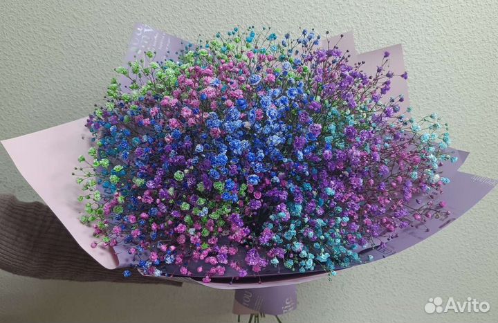 Гипсофила цветная