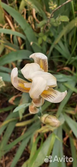 Ирисы бородатые