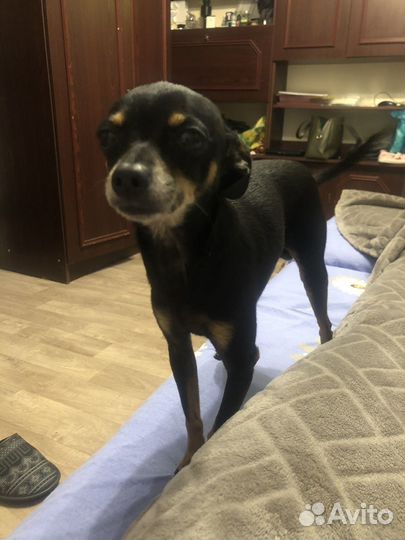 Мини той-терьер вязка