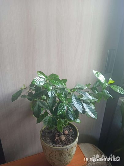 Гардения жасминовидная