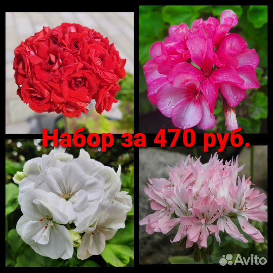 Пеларгония герань