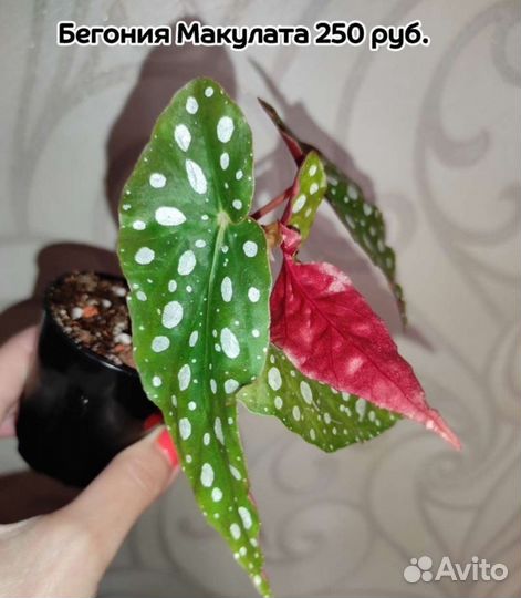 Бегонии сортовые