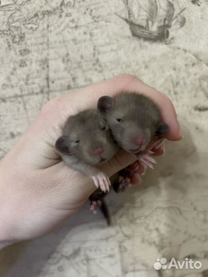 Крысята Дамбо Сиам и Шоколад