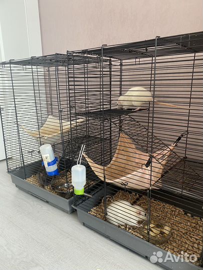 Крысы с клеткой