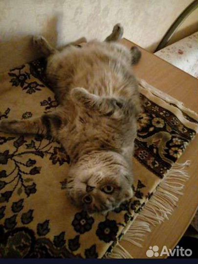 Шотландская вислоухая кошка бесплатно
