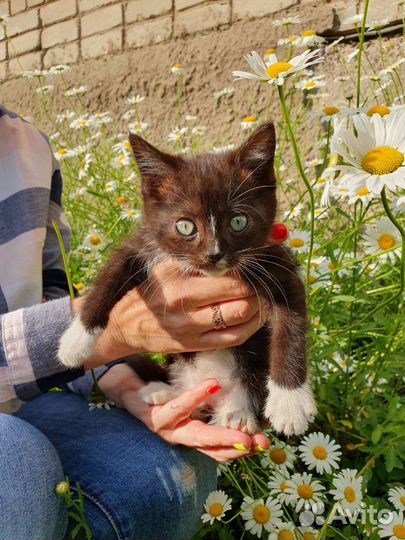 Кошка в дар