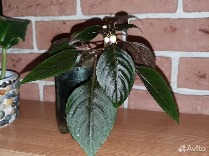 Бальзамины махровые, розовые, оранжевые, фуксия