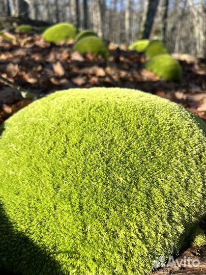 Оценка земельного участка