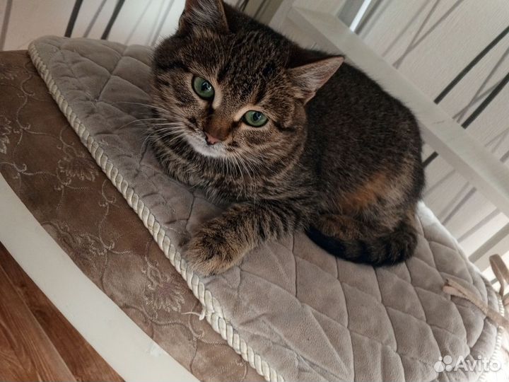 Домашние животные