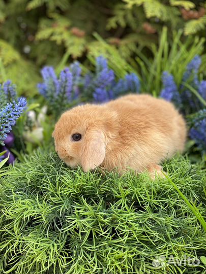 Красавчики маленькие кролики