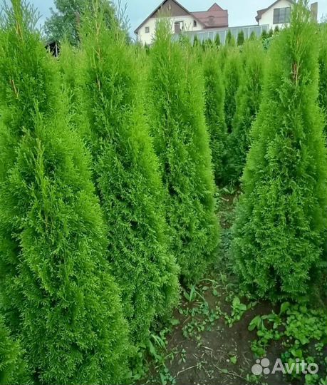 Растение, туи