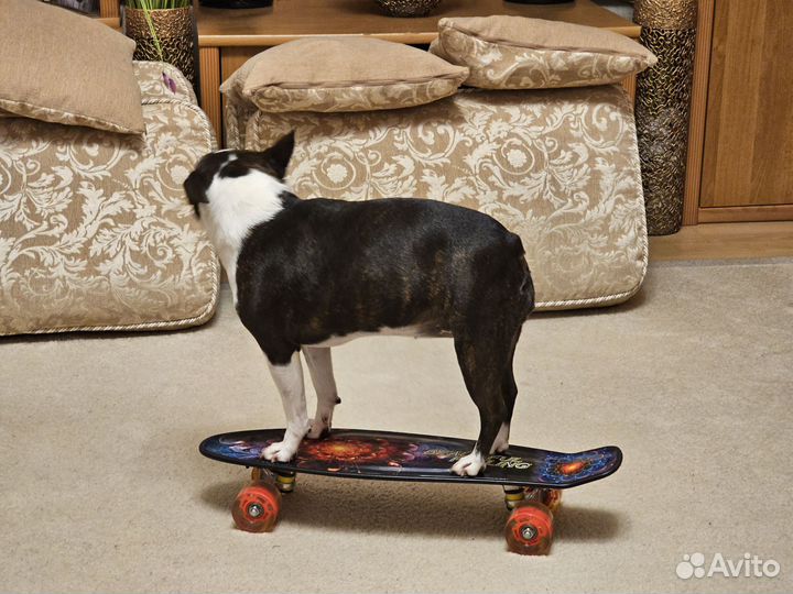 Скейтборд детский новый