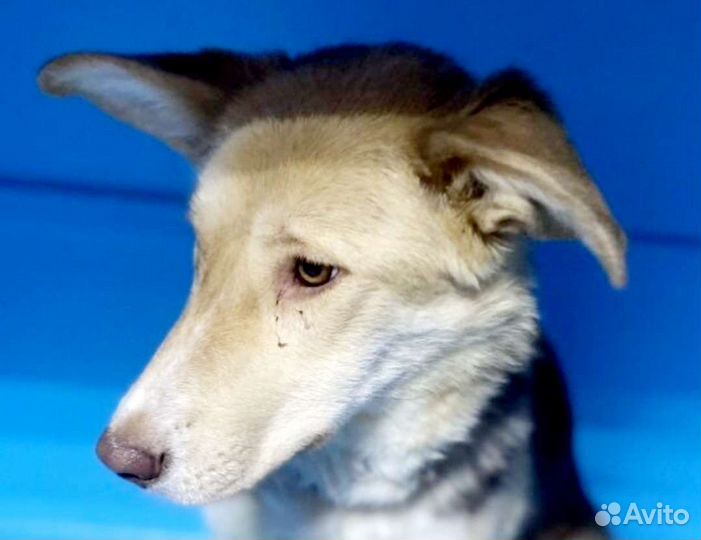 Нет времени у Алёнки