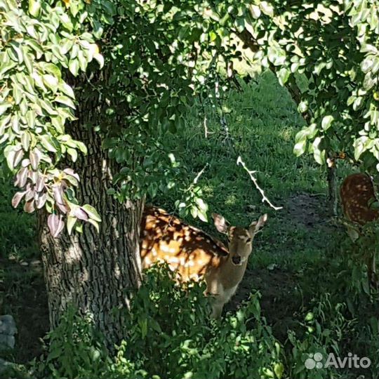 Гид по Дагестану