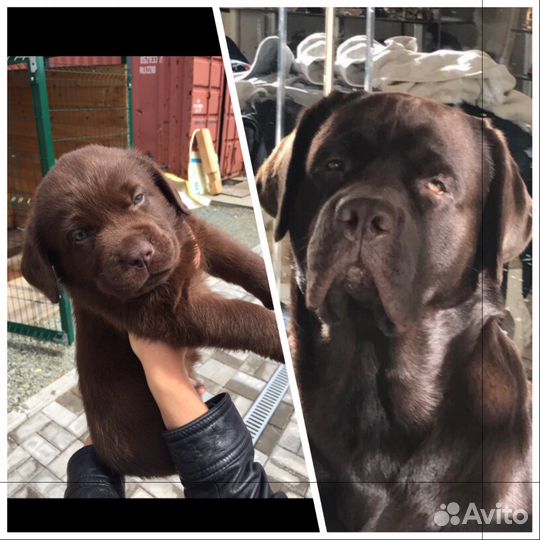 Шикарный кобель для вязки