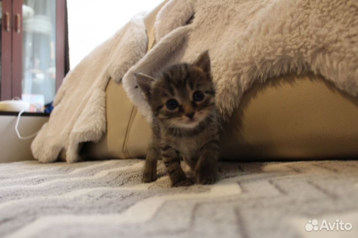 Котята 3 мальчика 1 девочка, родились 03.04.2024