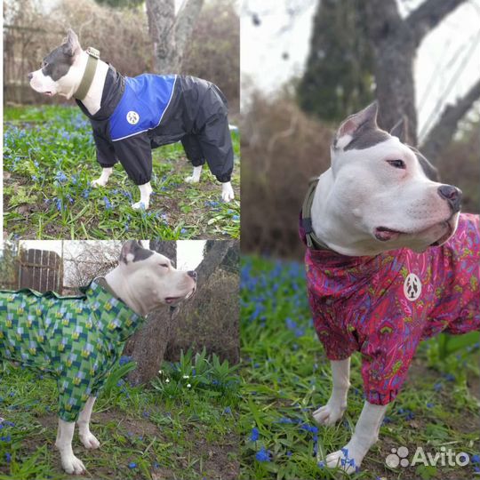 Одежда для собак