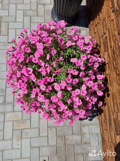 Supertunia Vista Bubblegum черенки