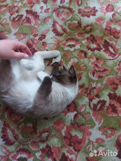 Котейке нужен дом