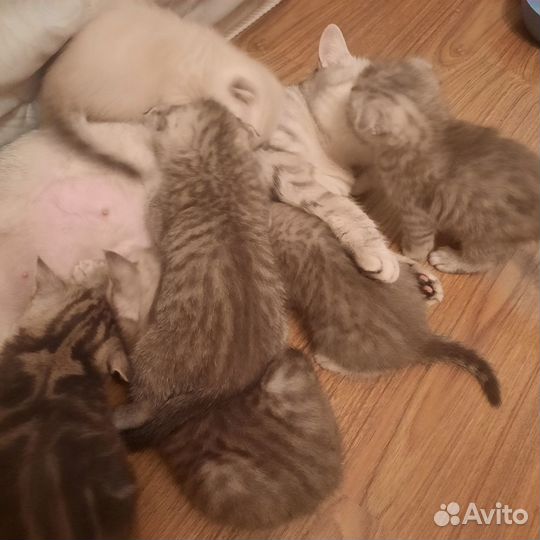 Продам котят