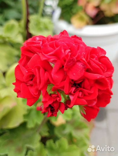 Пеларгония