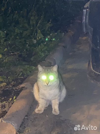 Кошка найдена