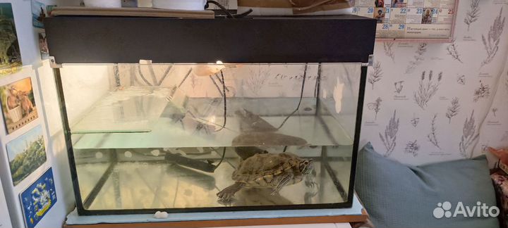 Красноухая черепаха с аквариумом